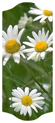 DARAY-C-021 Field of Daisies